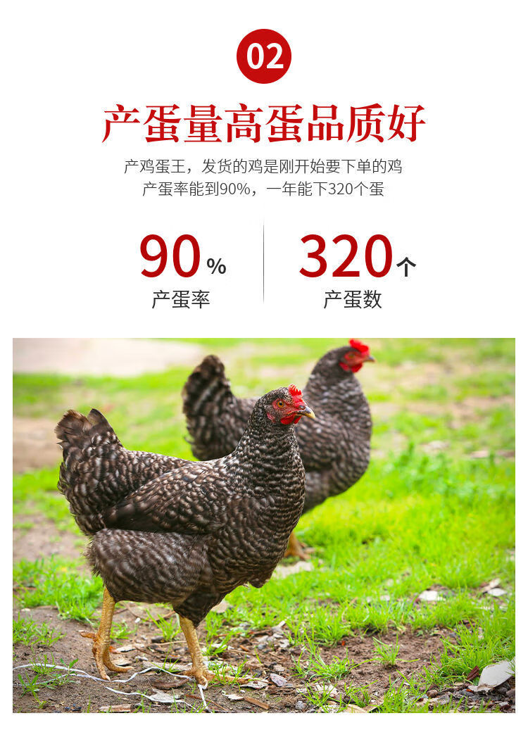 族萃纯种芦花鸡半斤大种黑白半大汶上活物体活鸡脱温苗小鸡幼崽宠物鸟