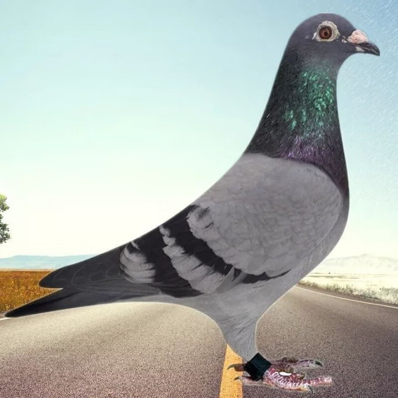 京选推荐鸽子活一对大鼻子信鸽观赏鸽成绩鸽赛鸽瓦灰雨点幼鸽青年鸽