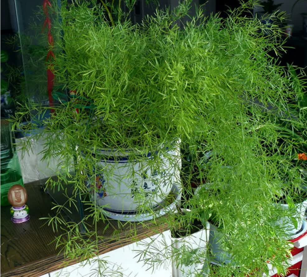 四季长青天门冬武竹丝耐寒植物绿植阳台花园垂吊花卉盆栽药材花卉口径