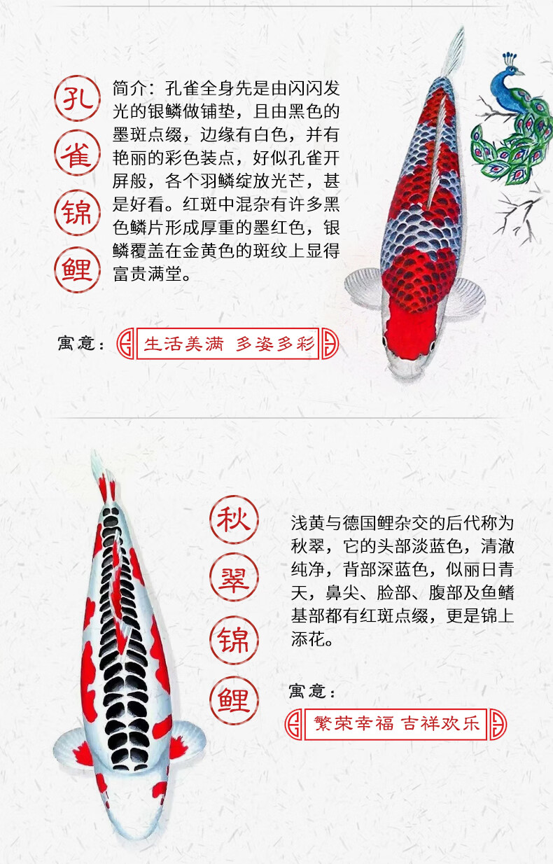 kjhgf日本进口锦鲤纯种红松叶锦鲤黄写葡萄衣锦鲤顺丰