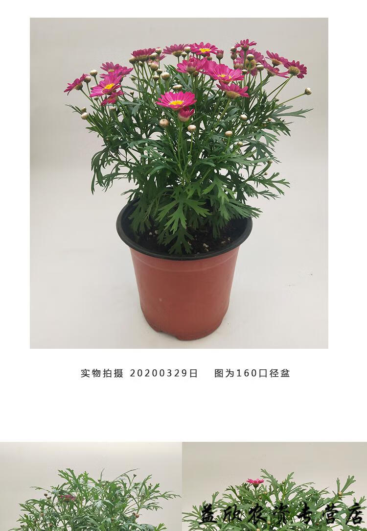 腾跃玛格丽特盆栽花苗邹菊格兰黛丝阳台花卉多年生花期长网红植物ty