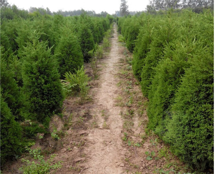 坟前柏树苗清明墓地松树苗扫墓树苗松柏侧柏桧柏柏树蜀桧宝塔松 1.