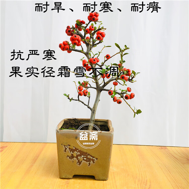 火棘沙棘盆景盆栽树桩盆景绿植观花观果植物阳台客厅庭院当年挂果 10