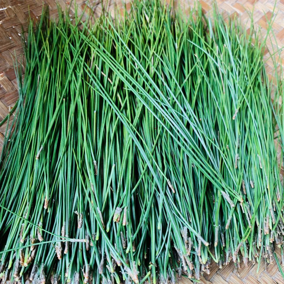 【买】现摘现发天目山野生马尾松针新鲜松针叶500g