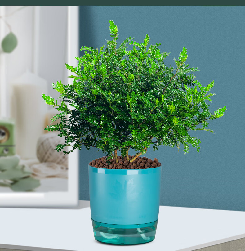 清香胡椒木盆栽驱蚊植物草好养室内花卉桌面绿植四季常青树苗盆景清香