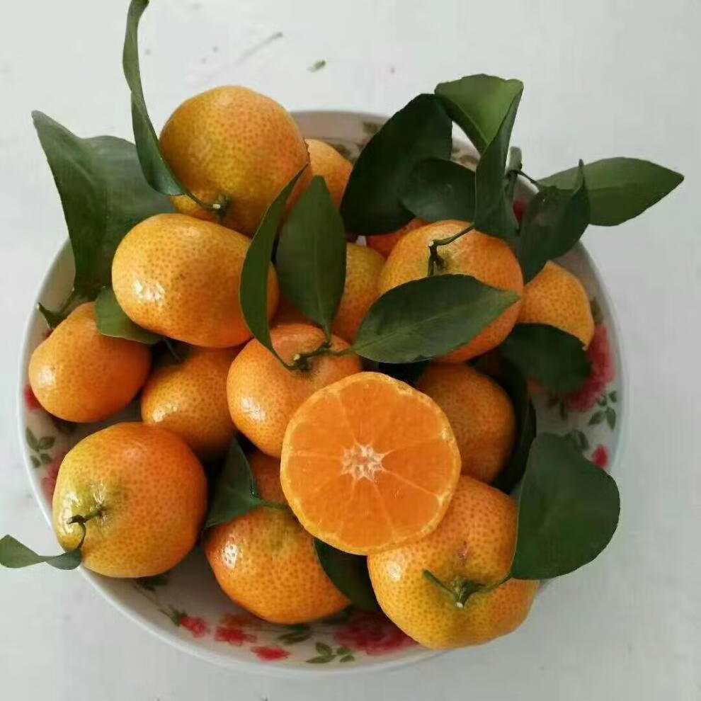 无籽广东四会砂糖橘3510斤多砂糖桔冰糖橘沙糖桔子新鲜水果3斤精选装