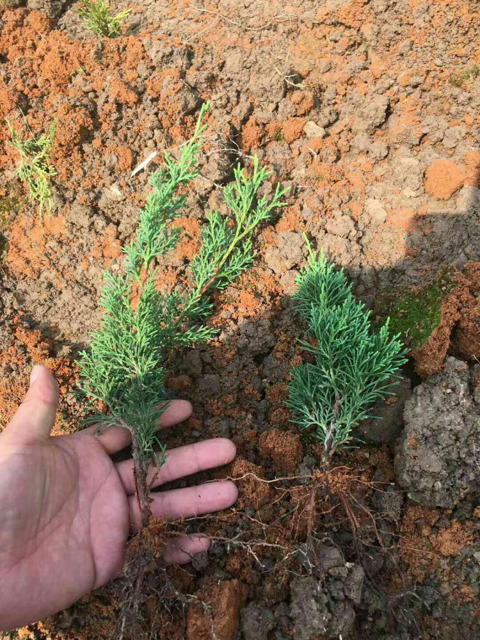 济州真柏盆景素材日本济州真柏苗绿植盆栽地栽真柏苗一年苗2年苗2530