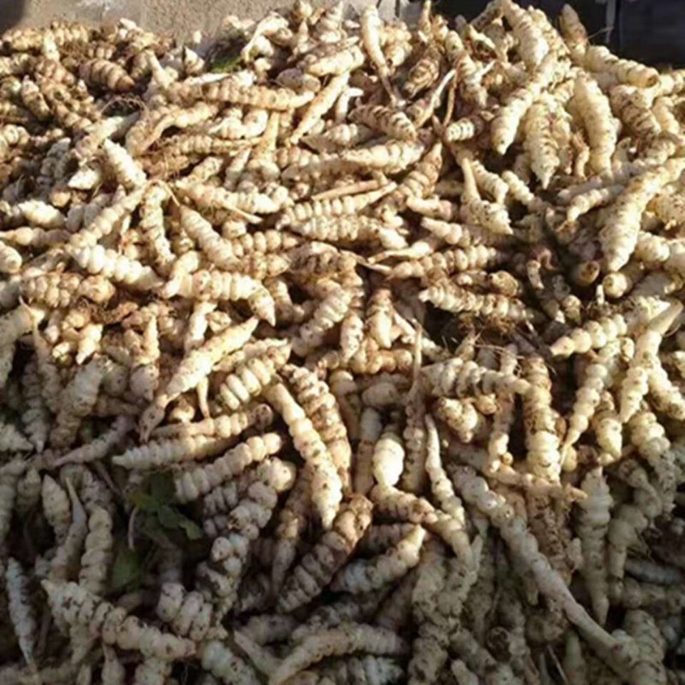 现挖新鲜螺丝菜宝塔菜地牯牛地环玉珠地葫芦甘露农家下饭菜泡菜 1斤