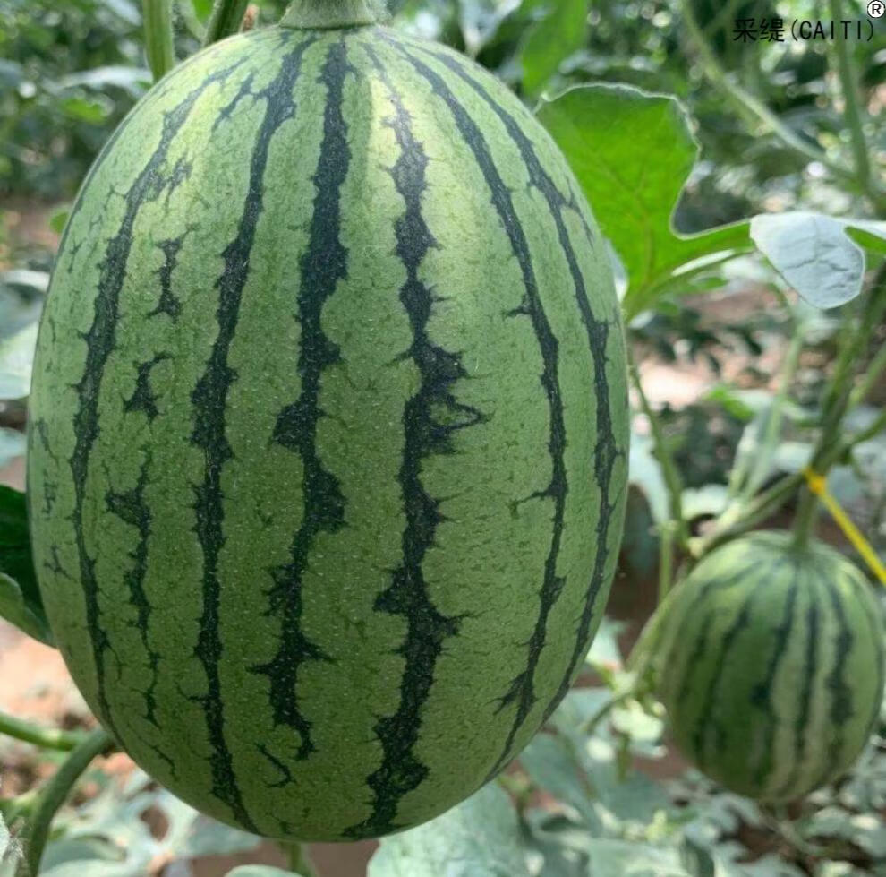 庞各庄小西瓜 袖珍西瓜l600 新鲜水果现摘整箱4个 非宁夏8424麒麟