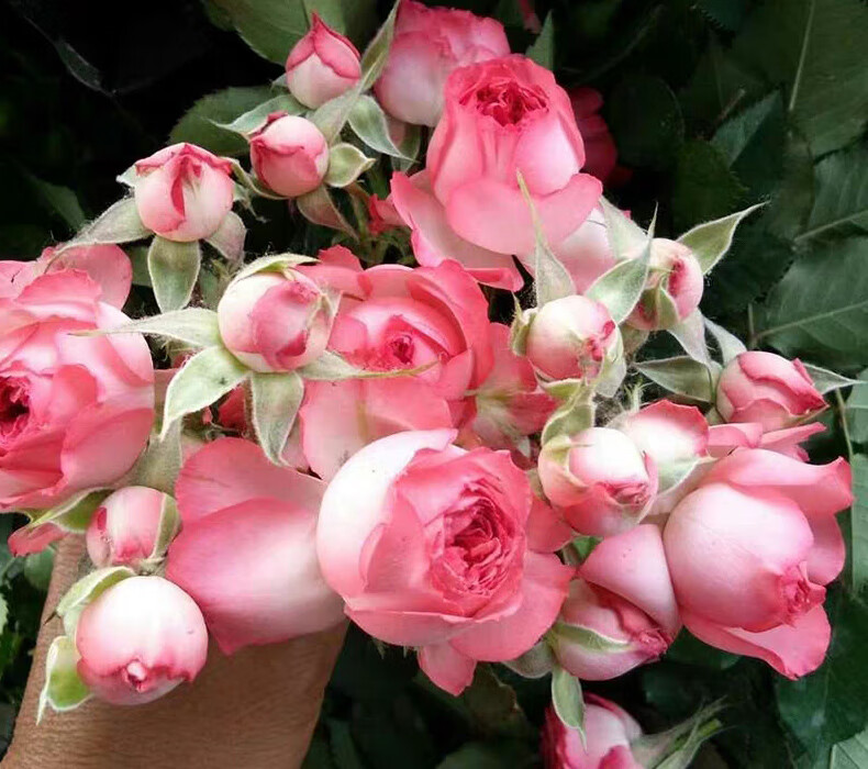 月季花苗珊瑚宝石尤物切花灌木多头超丰花四季开庭院玫瑰阳台盆栽