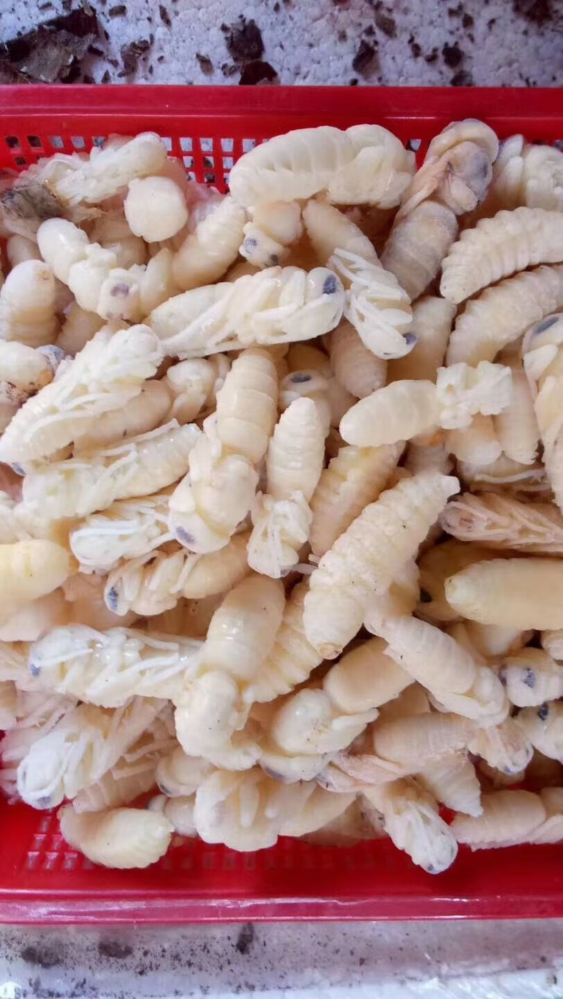 蜂蛹新鲜冰冻小马蜂葫芦峰地蜂虎头蜂500g虎头蜂1级蛹