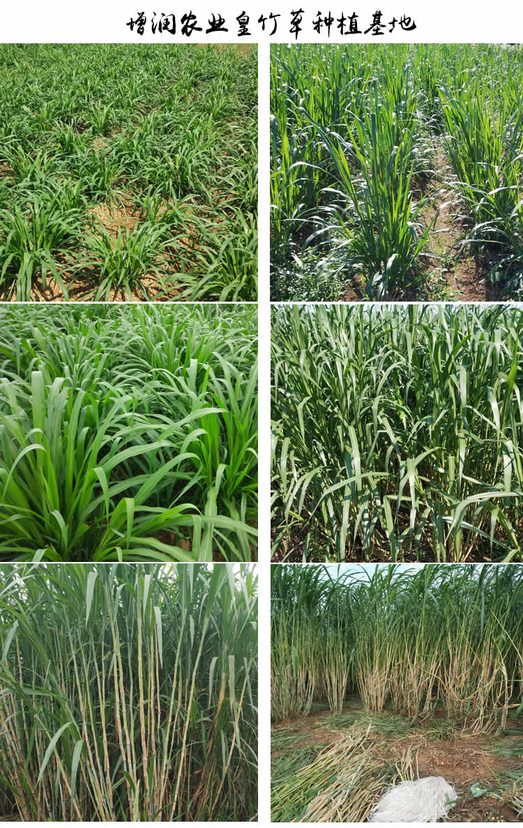 节高产牧草新型黄竹草子种湖南增润四季多年生草种子种苗皇竹草1000节