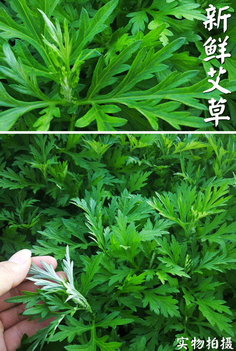 橙伯乐新鲜食用艾草叶野菜青团糍粑粑清明果嫩艾叶艾蒿艾米果当天现摘