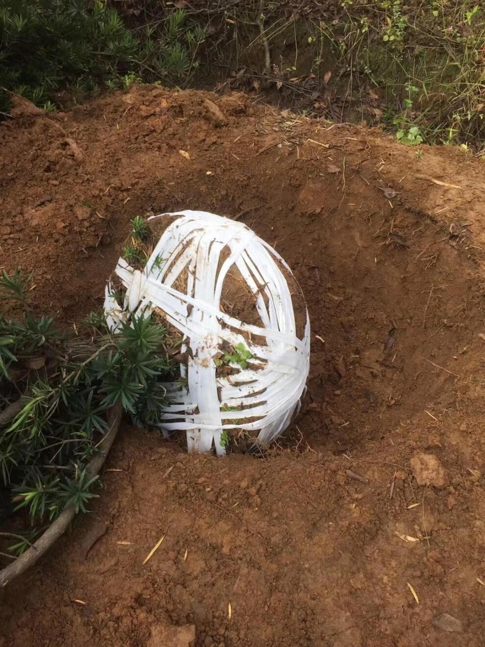 苗木土球打包带子无纺布带子打包土球捆扎带挖树打包园林绿化工程 灰