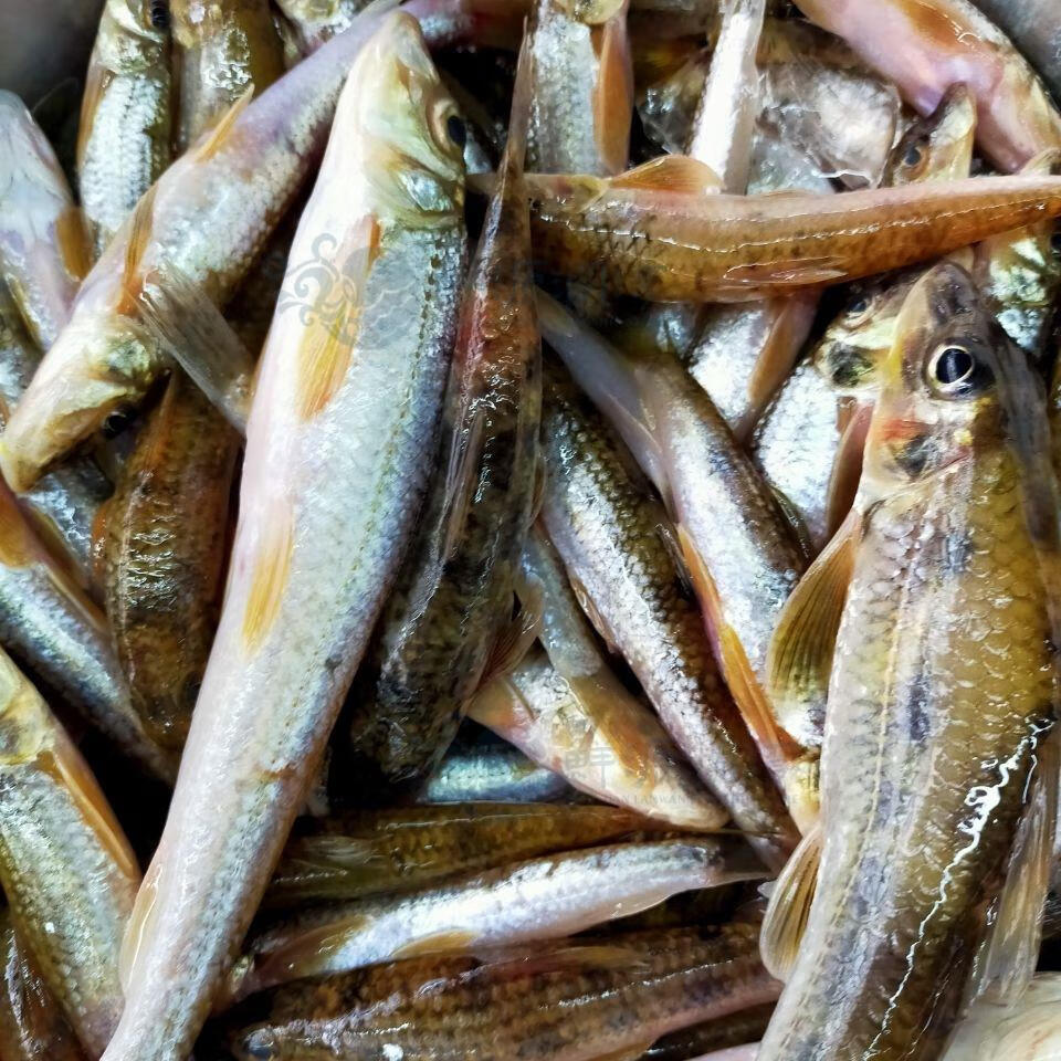 鲜源澜湾溪石斑光唇鱼棍子鱼船丁鱼现拍现杀破膛溪石斑一斤棍子两斤溪