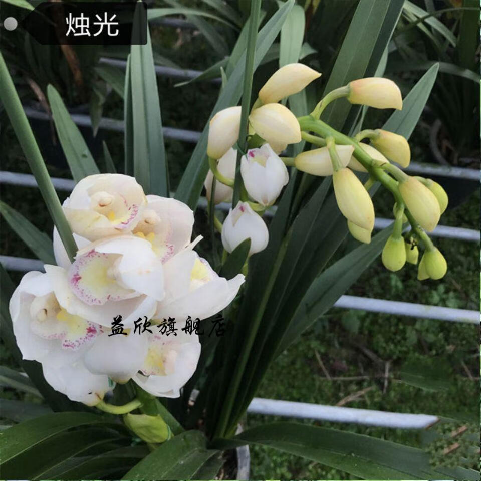 超香 福娘 兰花 新世界2苗连体【图片 价格 品牌 报价】-京东