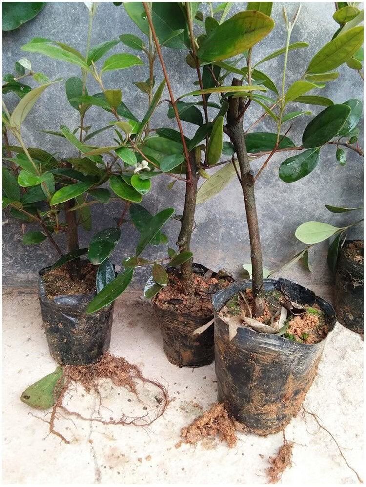 果树捻子树苗果树捻子果苗山捻子苗乌稔桃金娘树苗果苗盆栽棯子苗捻子