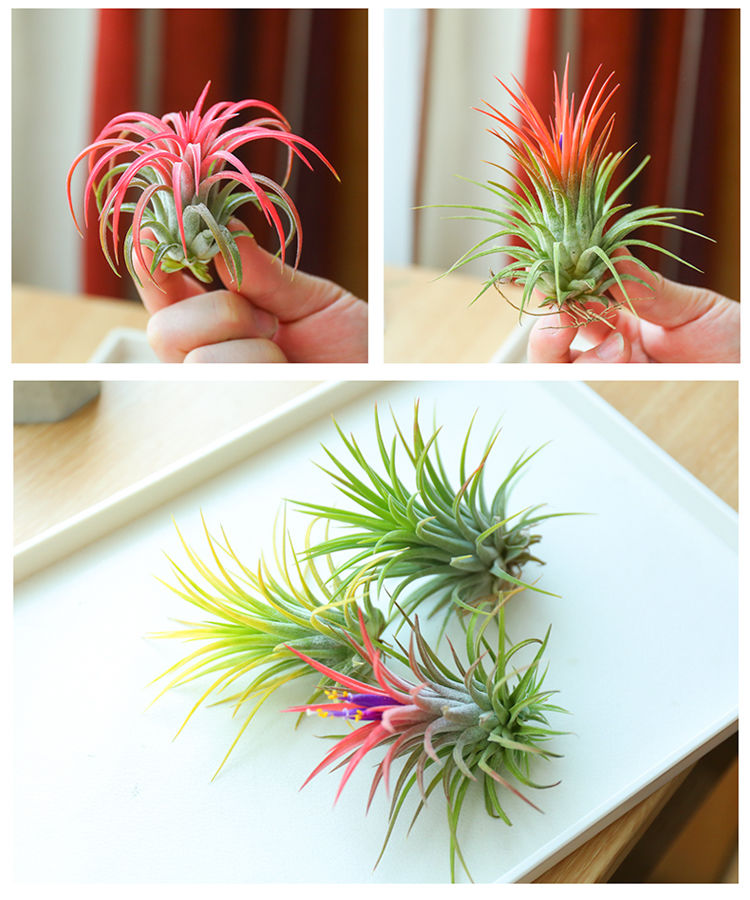 空气凤梨无土植物花期精灵带色绿植盆栽花草巨型红精灵810cm