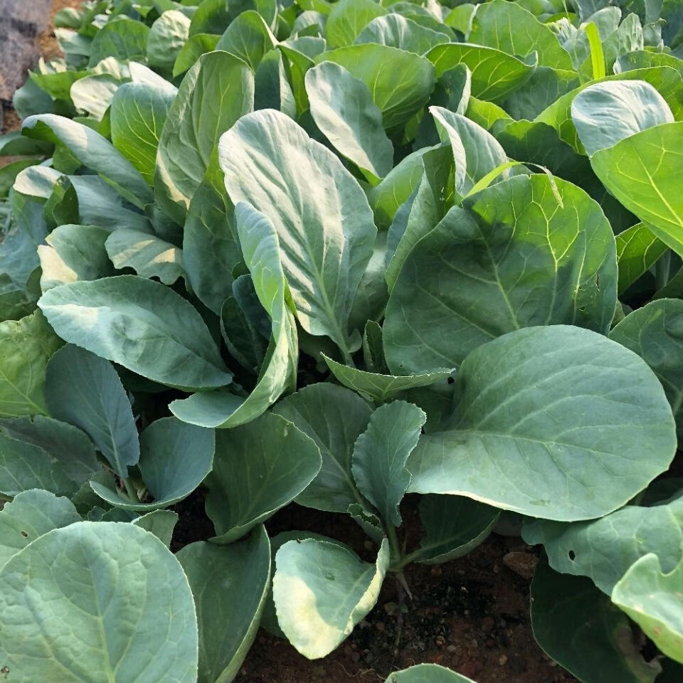 新鲜中花 芥兰农家应季蔬菜 芥兰芥蓝 爽脆可口好吃下饭品质生活 泡沫