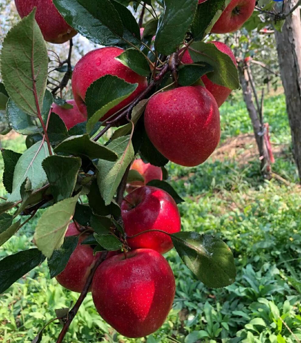 【正宗红肉苹果】红心苹果花青素红色之爱新鲜水果现摘现发 精品中大