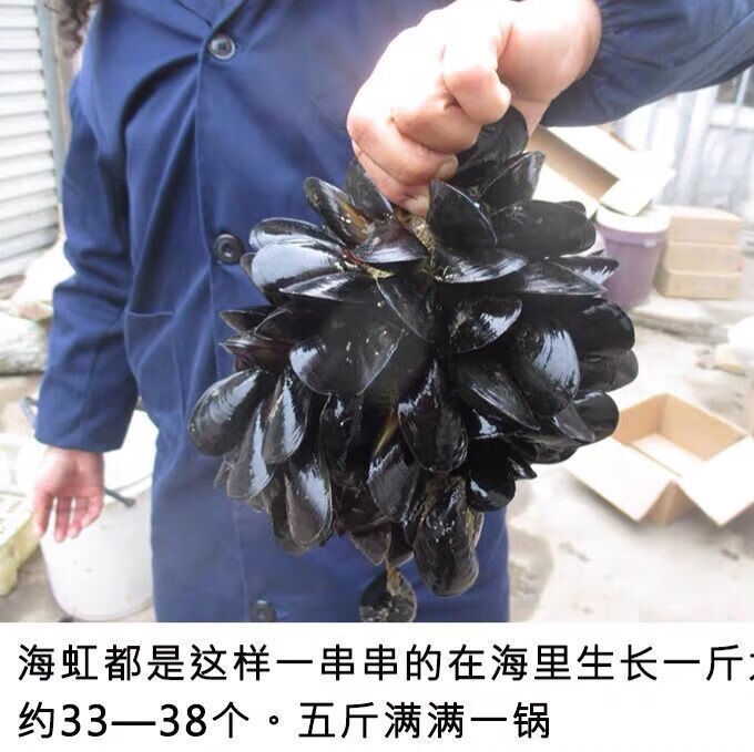 当天捕捞鲜活新鲜冷冻无沙大海虹野生贻贝青口贝当季鲜活淡菜大号6斤