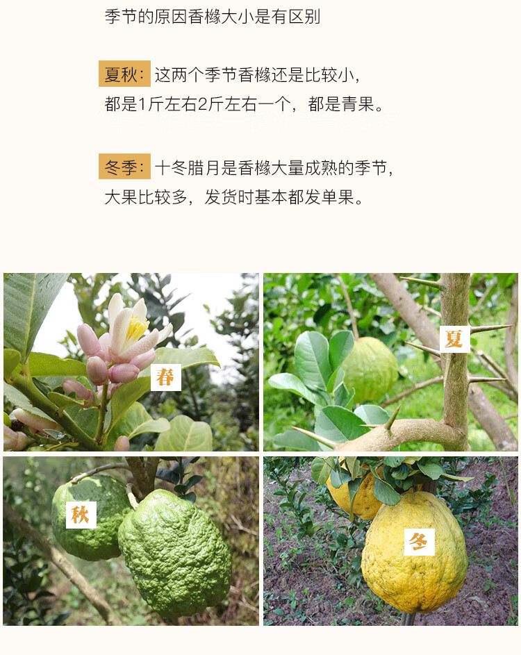 香橼 云南新鲜香橼香缘非佛手柑农家水果农家干片中材香园3-9斤 5斤