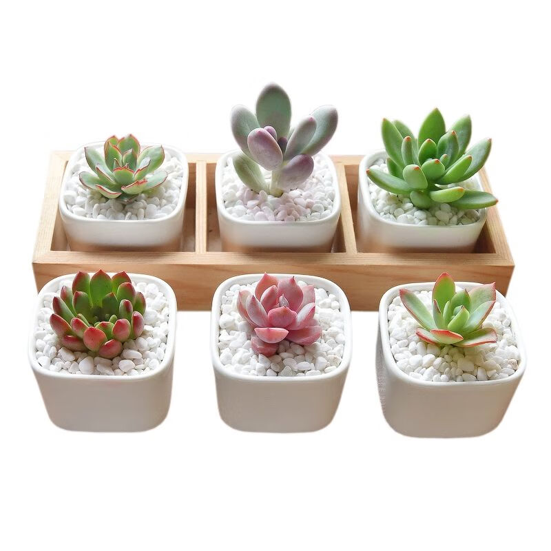 多肉植物组合盆栽 送陶瓷花盆送土公司活动迷你diy组合伴手礼盆栽 千