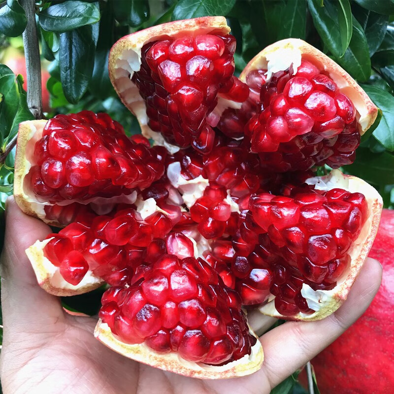 带土发货石榴树大树软子甜石榴树苖盆庭院突尼斯特大当年结果黑软仔3