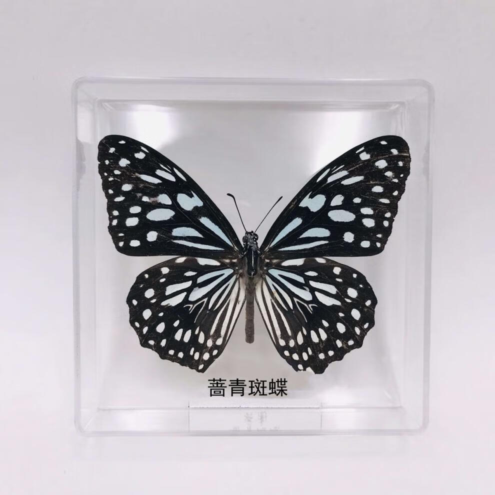 真蝴蝶标本生日礼物幼儿园奖励宝宝礼品桌面摆件拍照摄影道具 木兰青