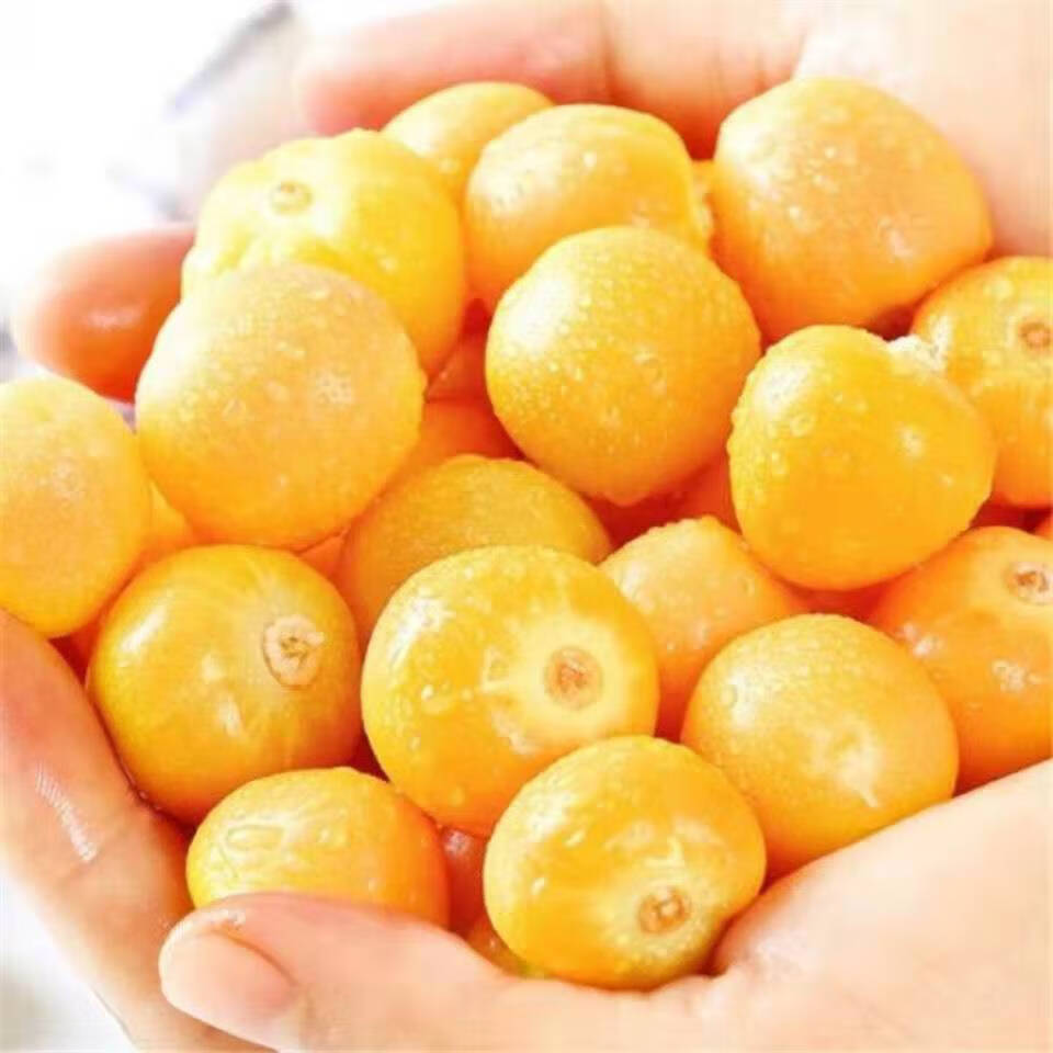 【精选生鲜】 东北菇娘果黄姑娘灯笼果洋菇娘甜菇娘果当季新鲜黄皮
