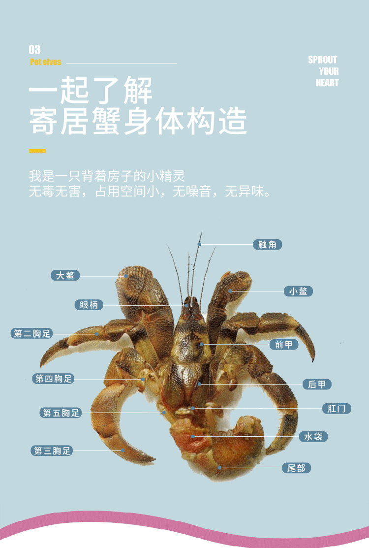 陆生超大草莓灰白短腕寄居蟹观赏虾蟹活物懒人宠物蟹包