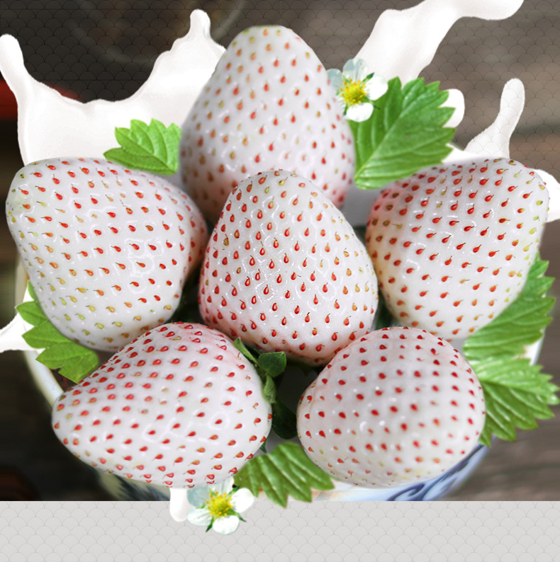 草莓礼盒淡雪白草莓白雪公主奶油草莓牛奶白色恋人当季新鲜水果大礼盒