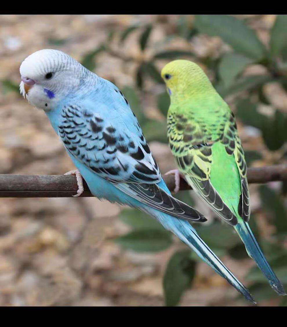 虎皮鹦鹉活鸟手养鸟会说话鹦鹉宠物鹦鹉活体鹦鹉送运输笼 【易说话】