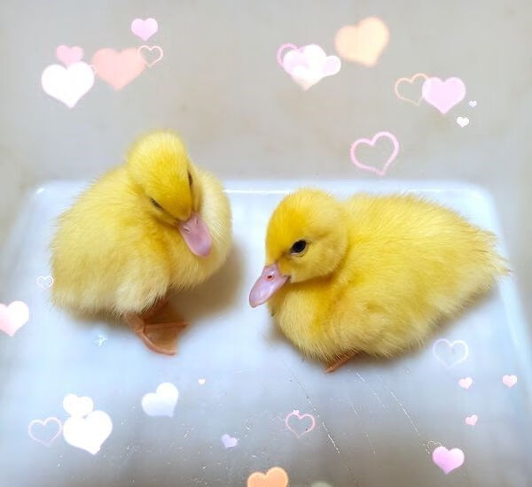 萌萌哒网红宠物小黄鸭子苗宠物鸭子纯活体活的活体小鸭子活物家养黄色