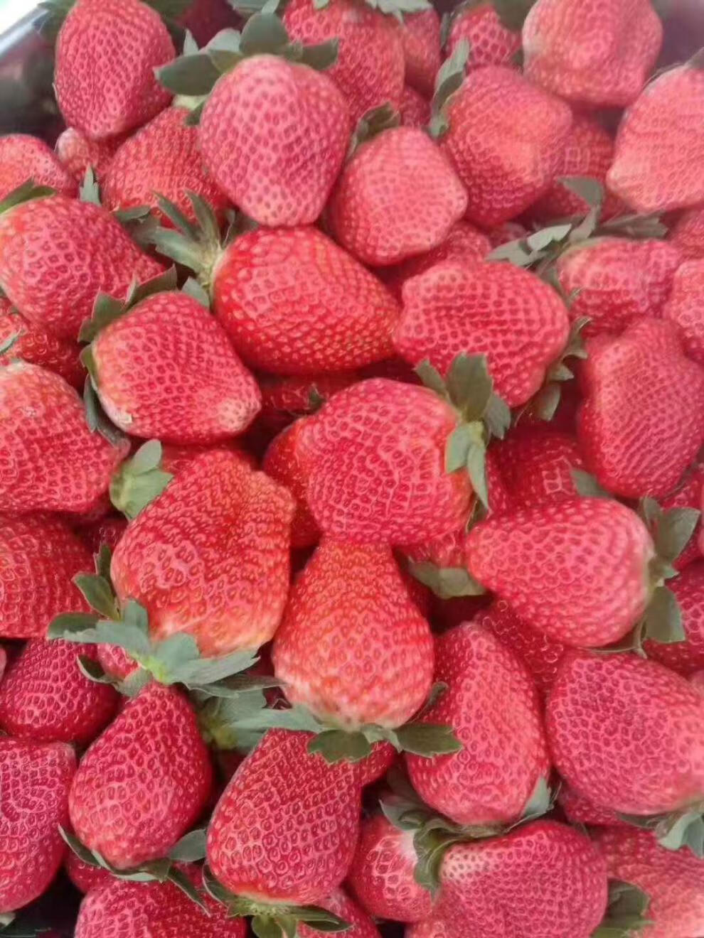 草莓产地(草莓产地哪里)