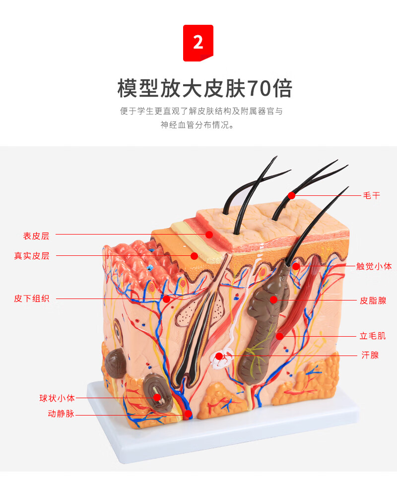 皮肤结构解剖模型美容教学皮肤组织层次立体构造微整形皮肤模型bixa