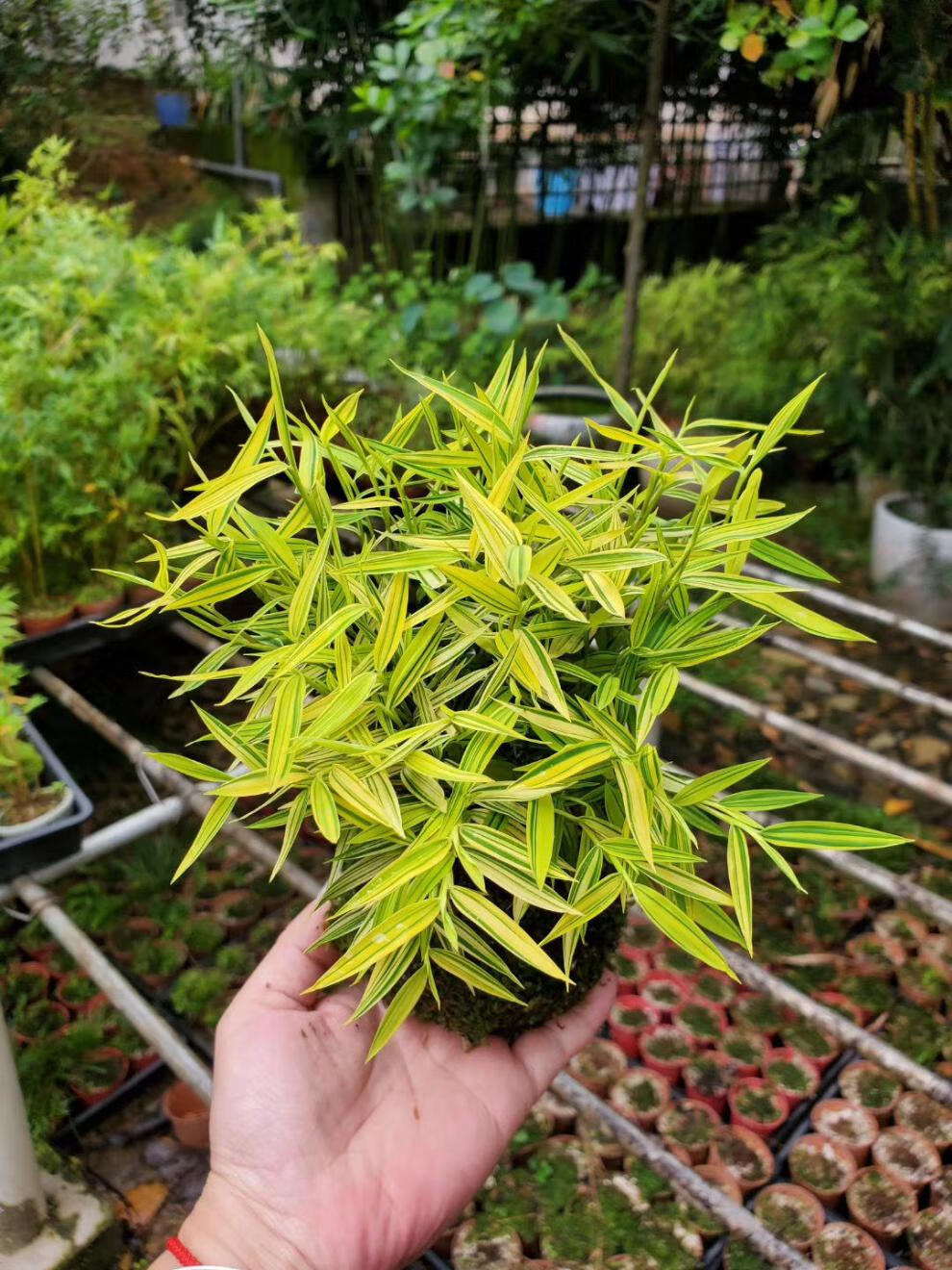 米竹盆栽竹文玩竹子耐寒阳光竹竹子盆景绿植盆多芮蜜姬翠竹1盆