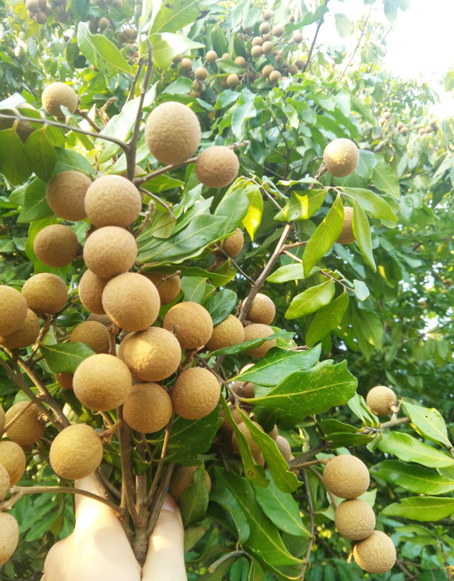 【顺丰空运】泸州新鲜桂圆 龙眼5斤新鲜水果农家现摘现发四川特产中秋