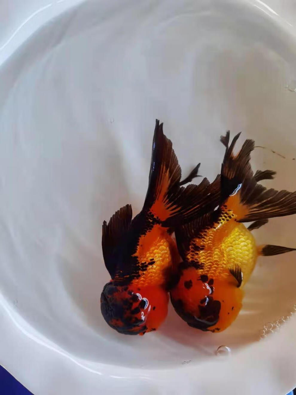 狮子头观赏鱼淡水鱼冷水金鱼活体渔场好养耐活鱼仔 红黑狮头5-7cm2条