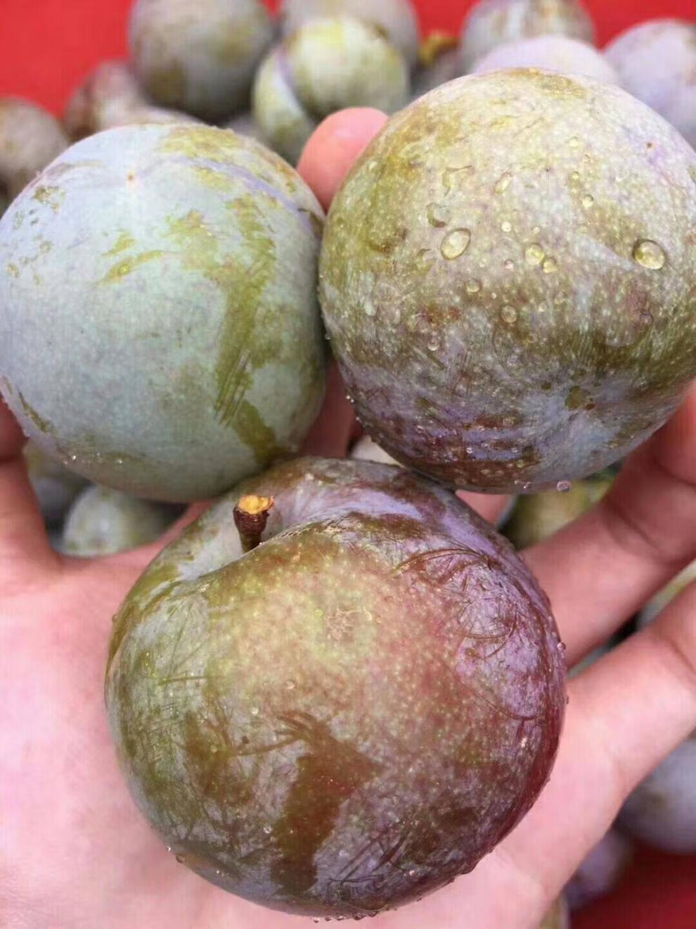 韶关翁源三华李新鲜现摘大果脆甜不酸广东特产红心李水果 10斤【图片