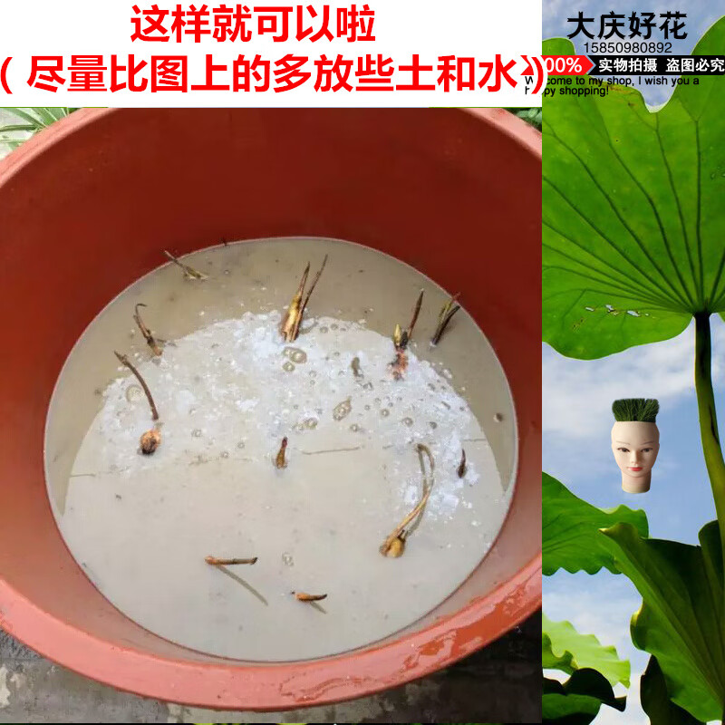 水缸莲藕种植方法图片图片