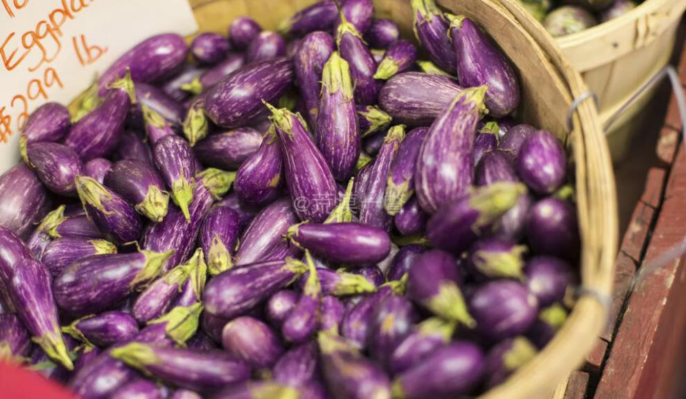 盆栽小茄子种子童话故事 高产少籽 阳台蔬菜美国aas得主 3粒种子