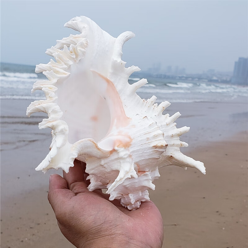 奕琨新款千手菊花螺超大海螺贝壳海星造景居家摆件鱼缸造景珊瑚长2325