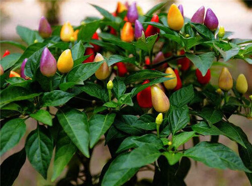 七彩辣椒苗可食用广西朝天椒小辣椒盆栽五彩椒四季结果小米辣盆景1