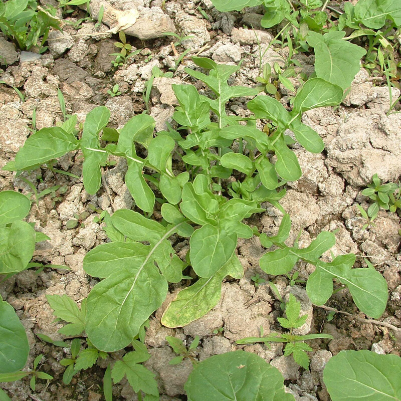 大叶臭菜种子 味香独特爽口 春季秋季阳台菜园四季盆栽蔬菜种籽孑