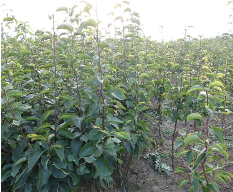 砀山梨树苗梨树树苗南方北方种植苹果梨树苗红安久庭院农田盆栽地栽