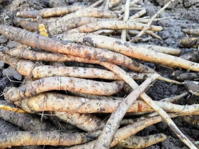 新鲜川明参南沙参南沙参四川特产 食用炖汤好料批发 迷你小条沙参1斤