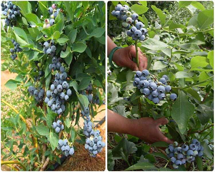 特大果優瑞卡藍莓果樹盆栽苗奧尼爾藍莓苗南方種植兔眼藍莓苗北方藍莓