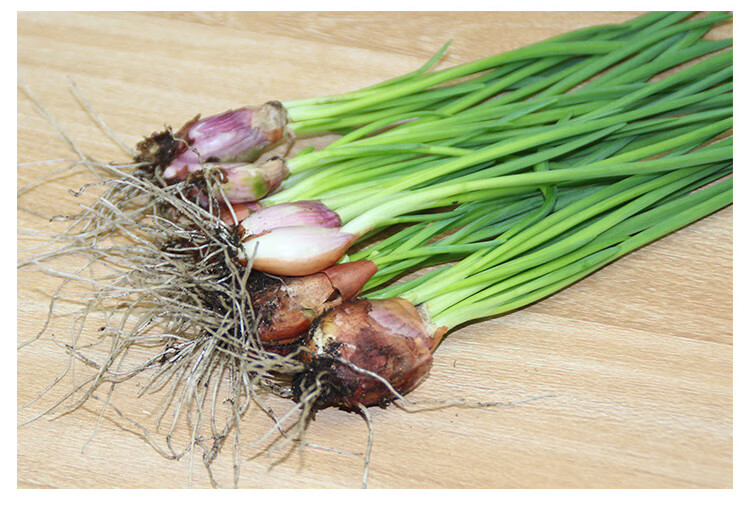 小香葱干红葱头种子四季盆栽室内阳台绿植蔬菜苗小香葱苗火葱 中小绿