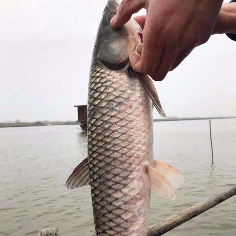 大百年 野鱼 活鱼 草鱼百年 活鱼现捕现杀 礼盒定制款 草鱼3斤-现杀包